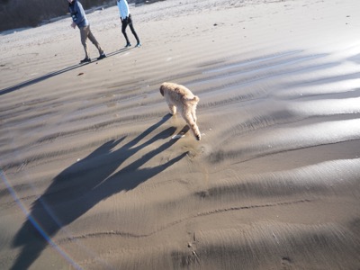 Haystack Rock photograph 8